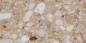 Preview: Sant Agostino Venistone Gold Naturale Boden- und Wandfliese 60x120 cm