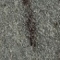 Agrob Buchtal Quarzit Sockel basaltgrau 6x60 cm