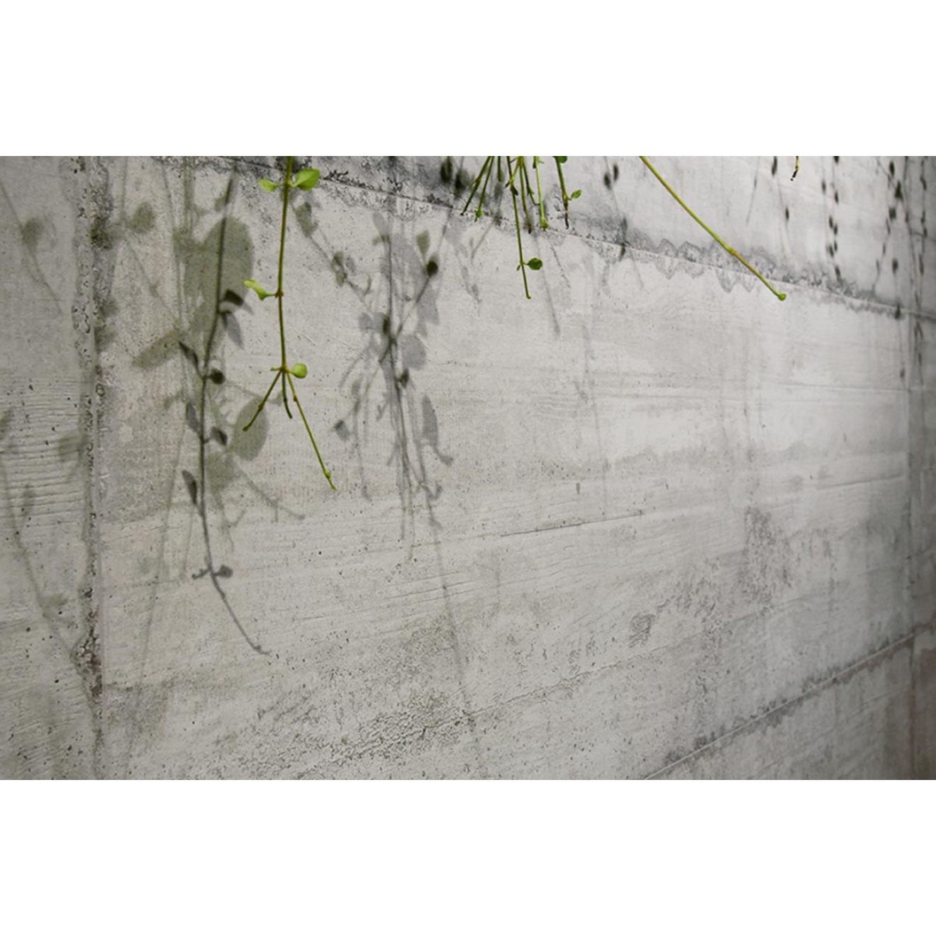 Fliese Sant Agostino Form in der Farbe Cement verlegt hinter ein paar Ästen