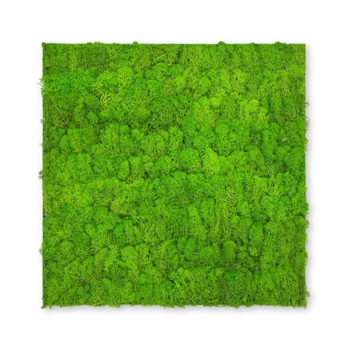 PrimeCollection Akustik Wandpaneel Bright Green Moos 52x52 cm