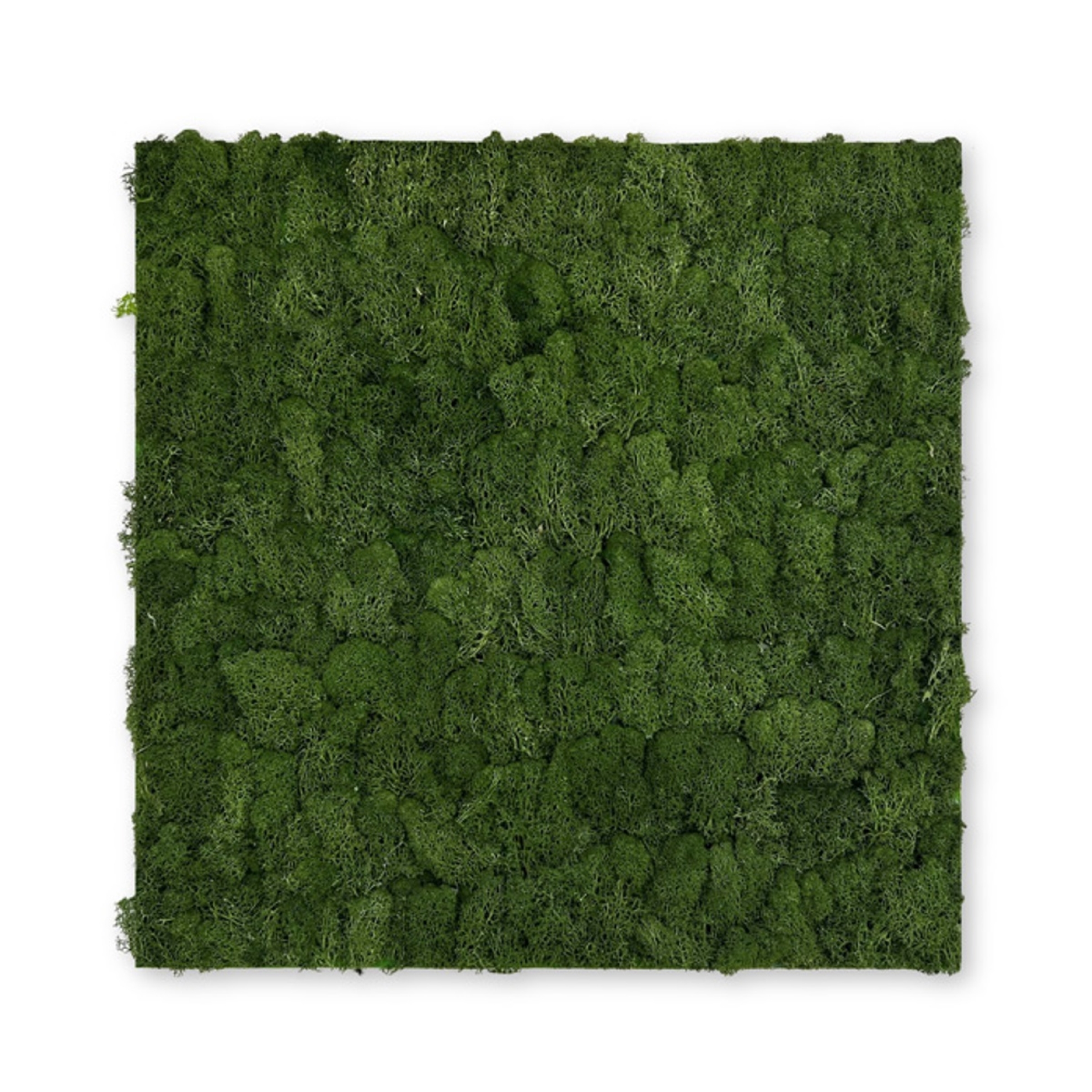 PrimeCollection Akustik Wandpaneel Dark Green Moos 52x52 cm